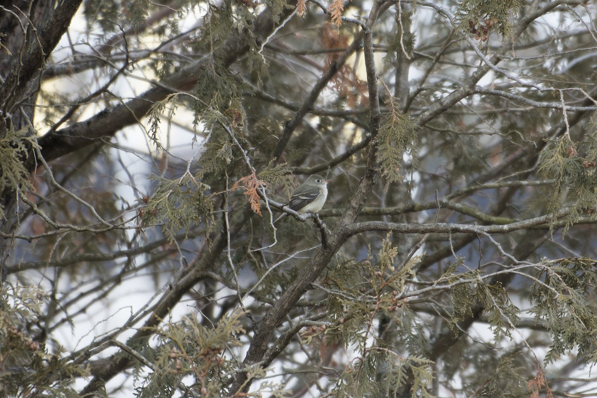 Moucherolle tchébec - ML612951567