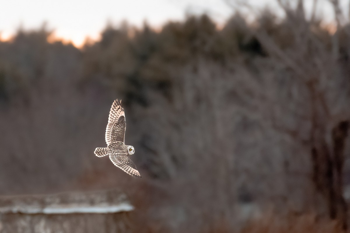 Short-eared Owl - Kelly Leap