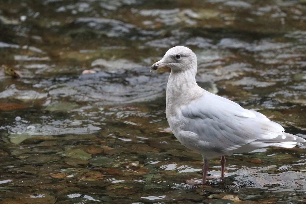 Gaviota de Bering - ML612951605