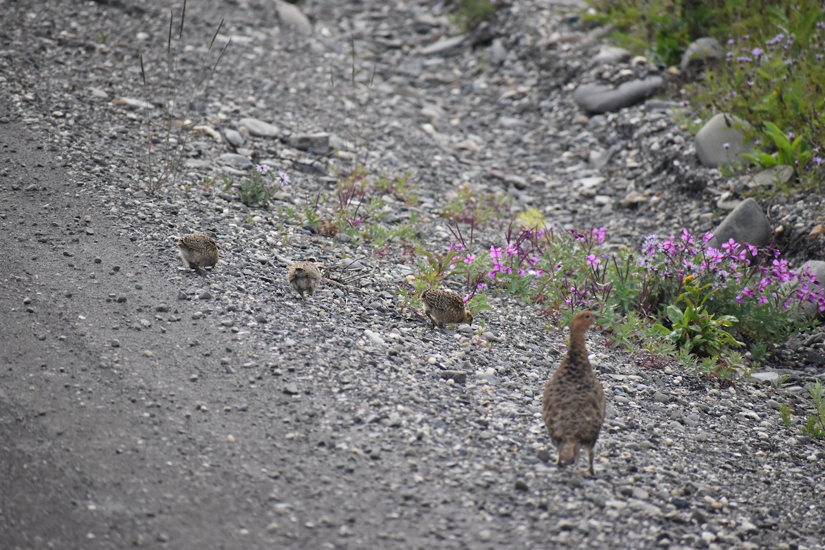 Willow Ptarmigan - ML612951677