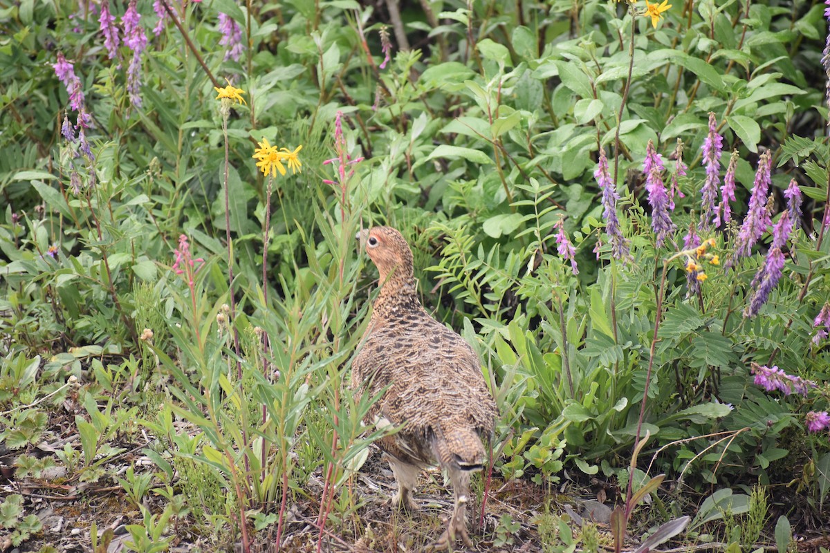 Willow Ptarmigan - ML612951678