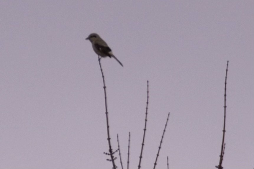 Northern Shrike - Evan Strusinski