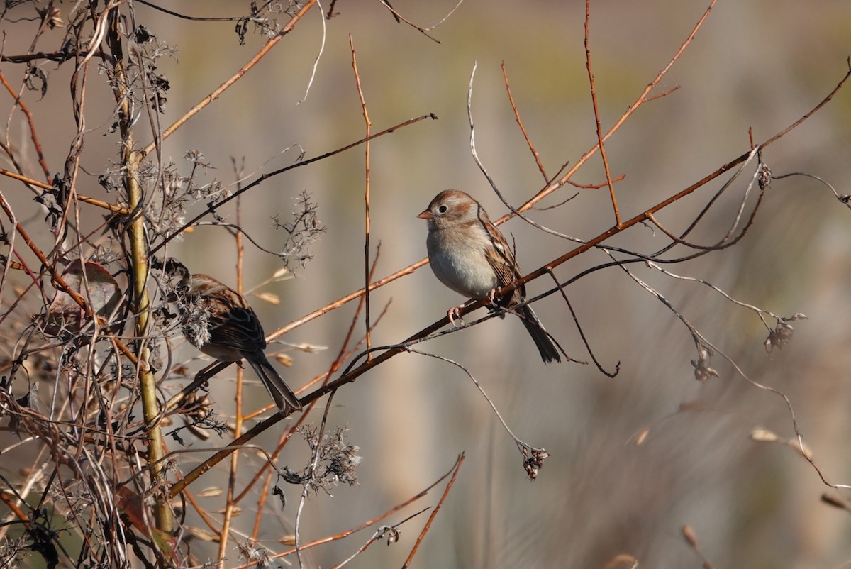 Field Sparrow - deborah grimes