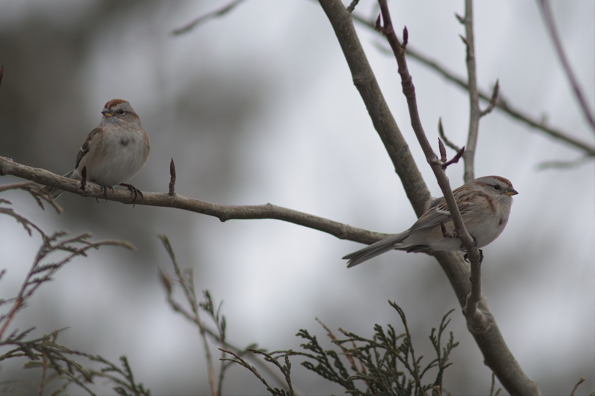 American Tree Sparrow - ML612951753