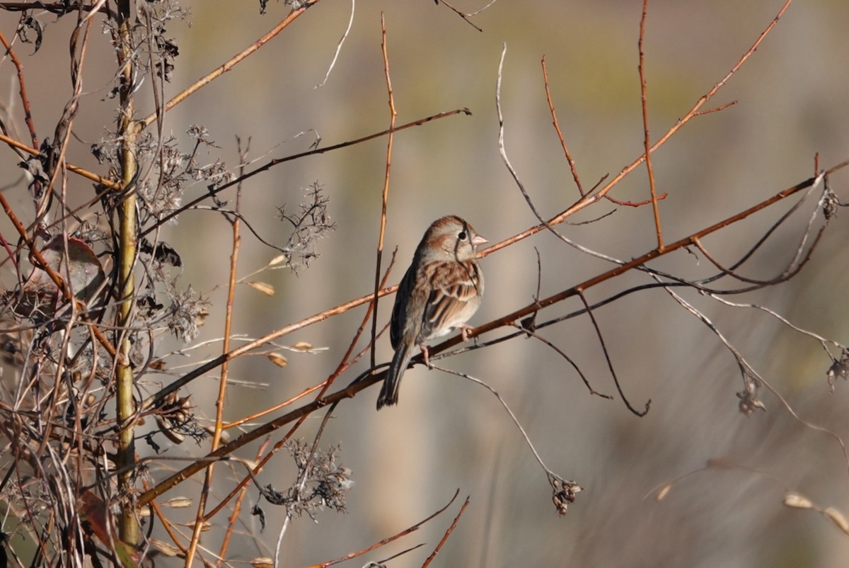 Field Sparrow - deborah grimes