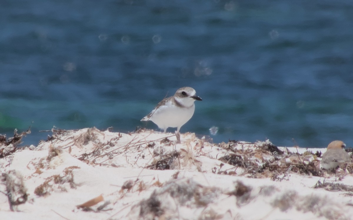 Siberian Sand-Plover - adam graham