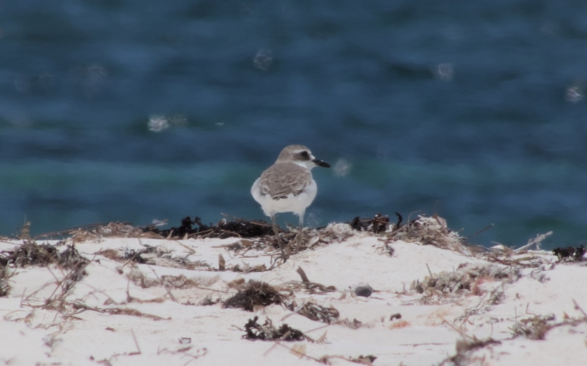 Siberian Sand-Plover - adam graham