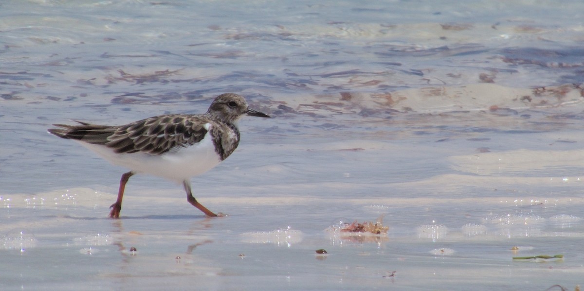 Ruddy Turnstone - ML612951838