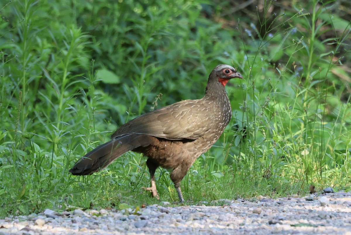 Red-faced Guan - ML612951841