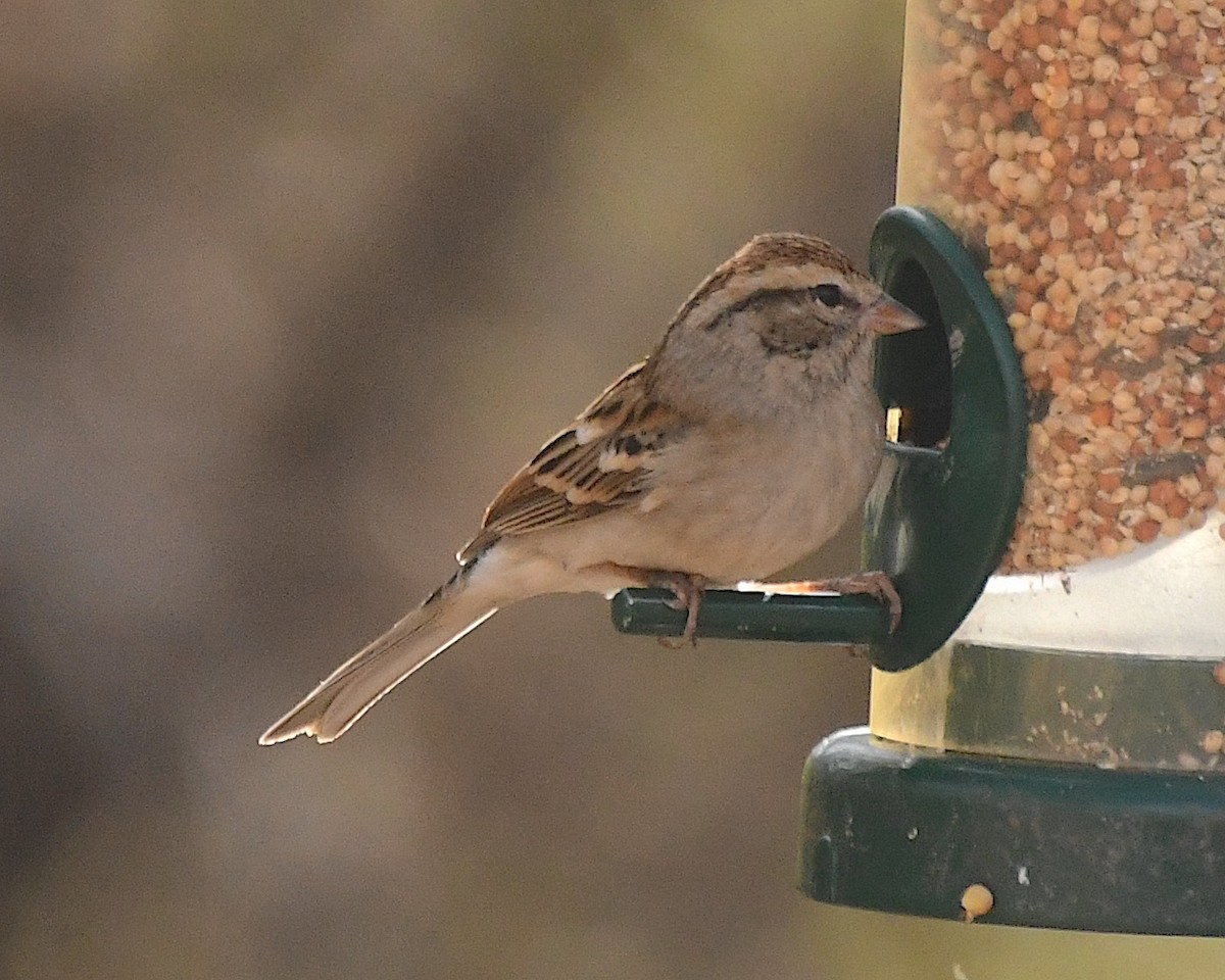 Chipping Sparrow - ML612951861