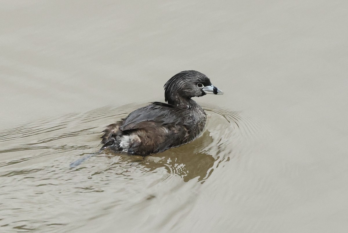 Pied-billed Grebe - ML612951875