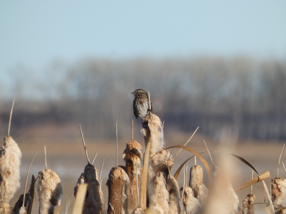 Song Sparrow - Nathan Heuver