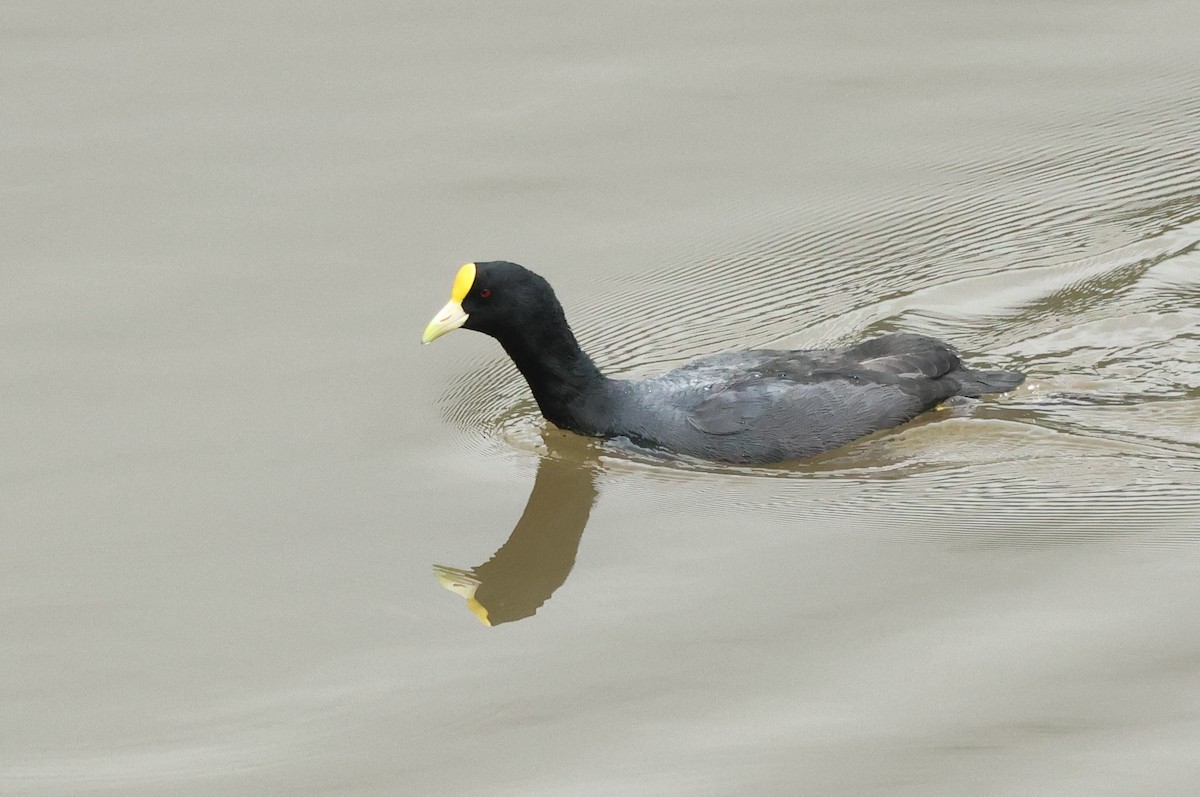 White-winged Coot - ML612951923