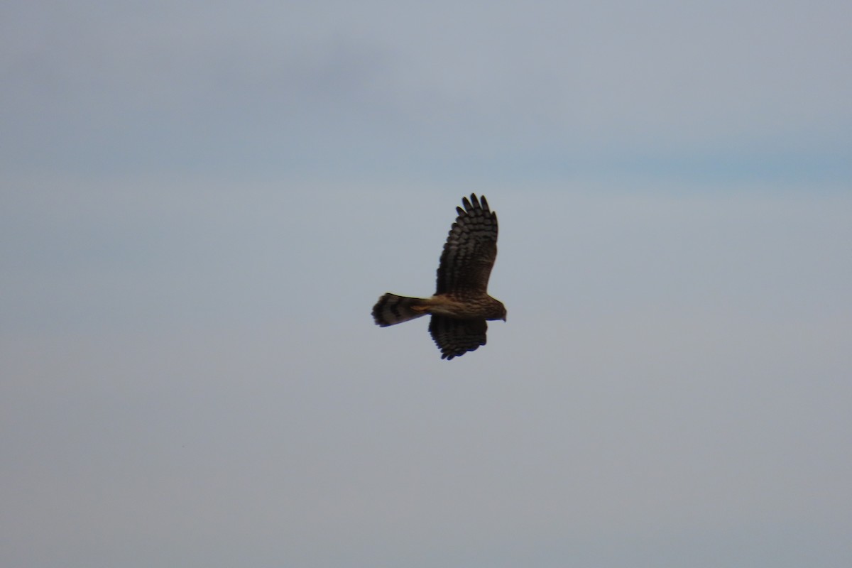 Northern Harrier - ML612951943