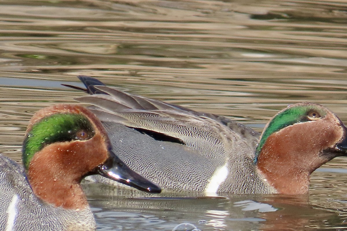Green-winged Teal - ML612951961