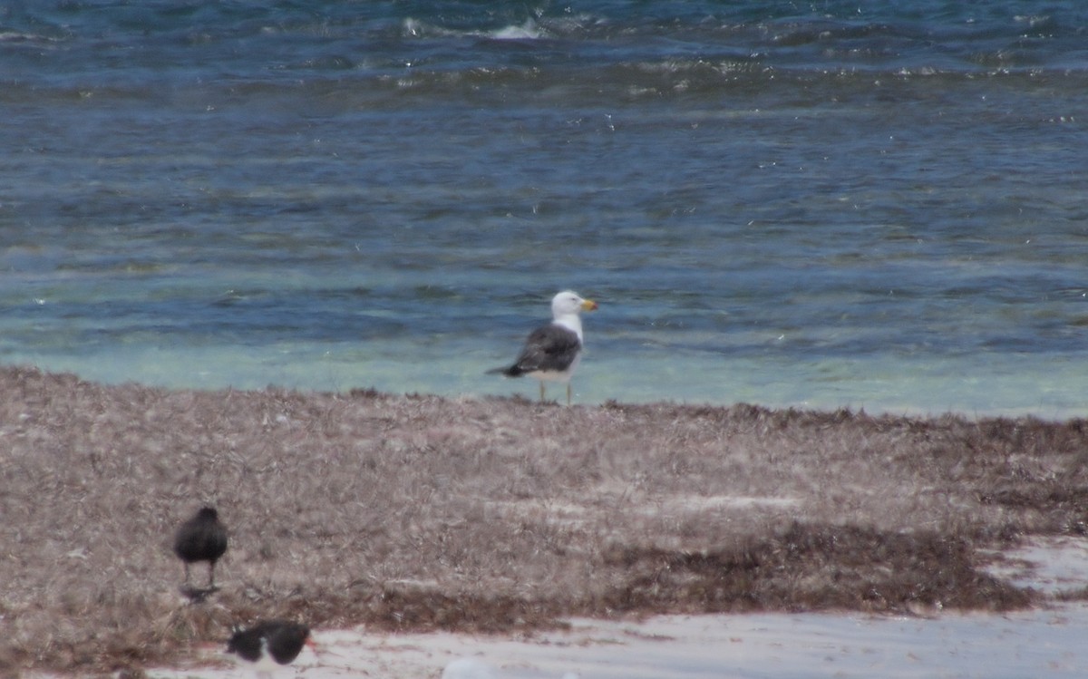 Pacific Gull - adam graham