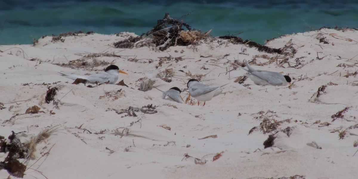 Australian Fairy Tern - ML612952015