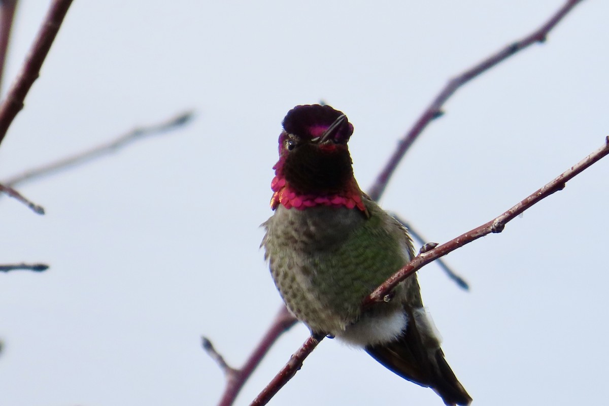 Anna's Hummingbird - ML612952096