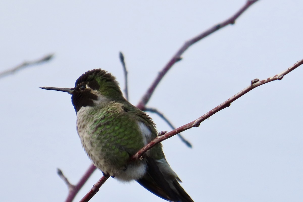 Anna's Hummingbird - ML612952097