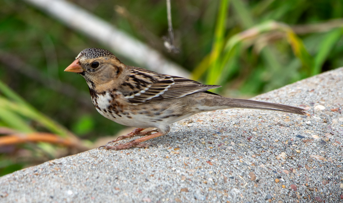 Harris's Sparrow - ML612952118