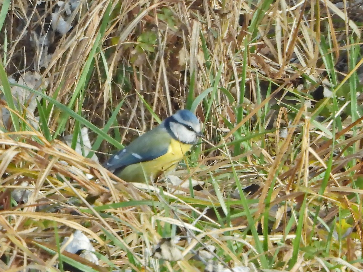 Eurasian Blue Tit - ML612952120