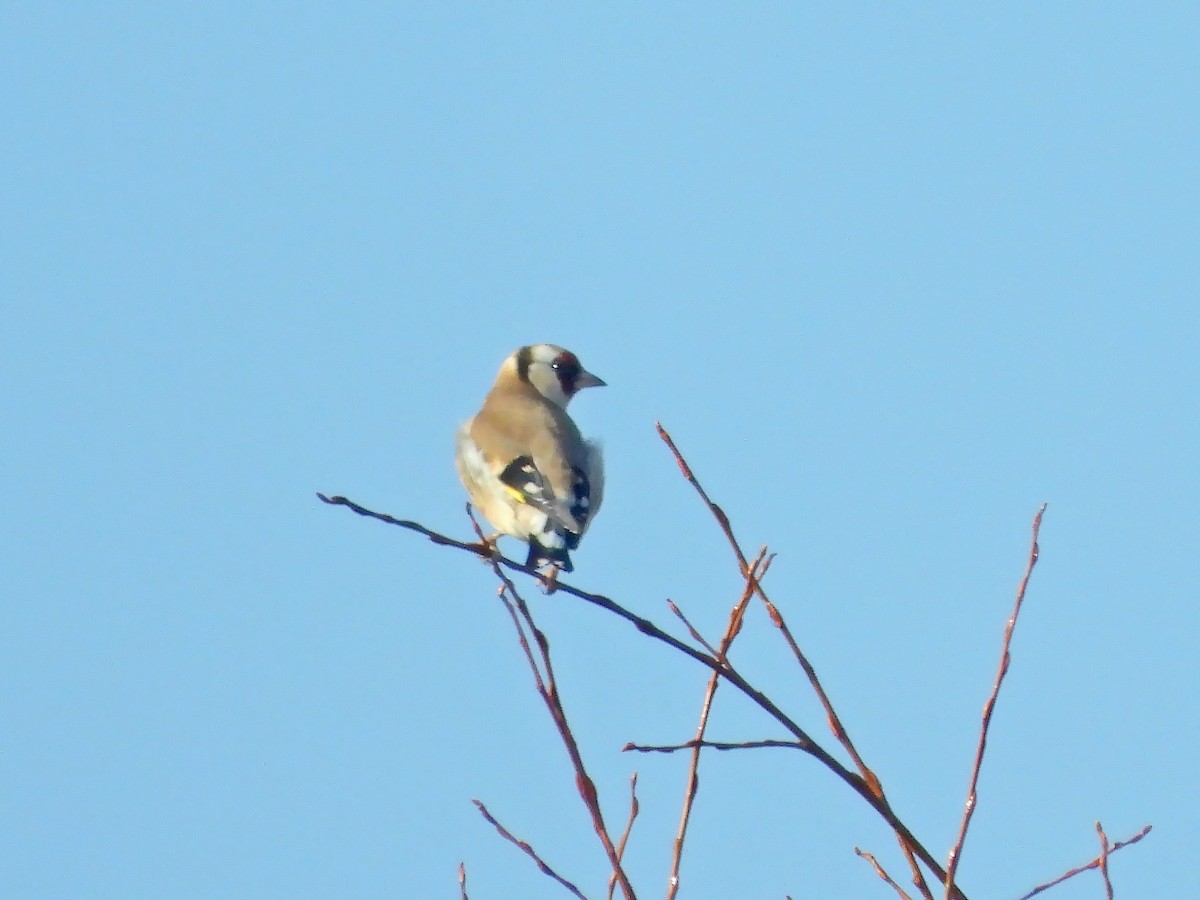 European Goldfinch - ML612952140