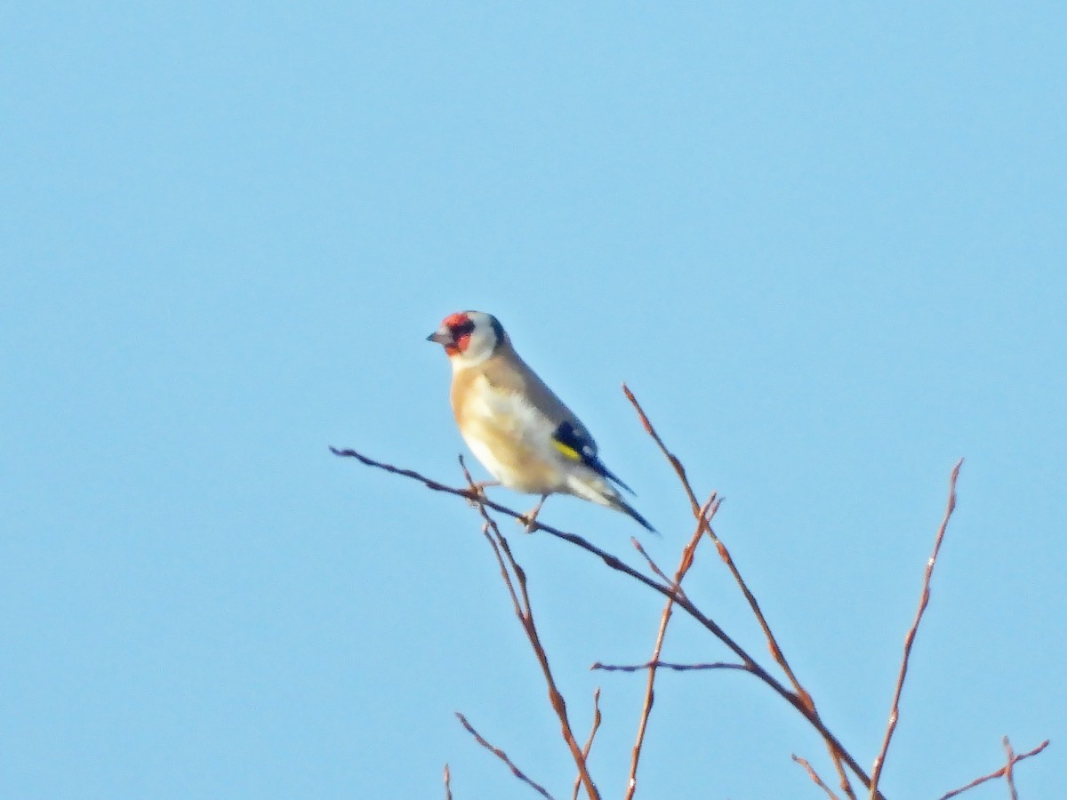 European Goldfinch - ML612952141