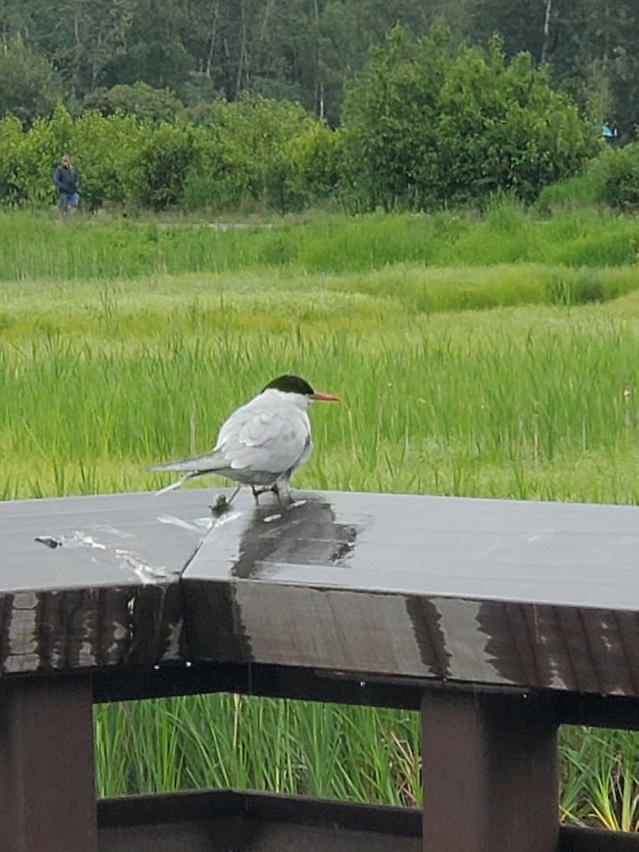 Arctic Tern - ML612952143