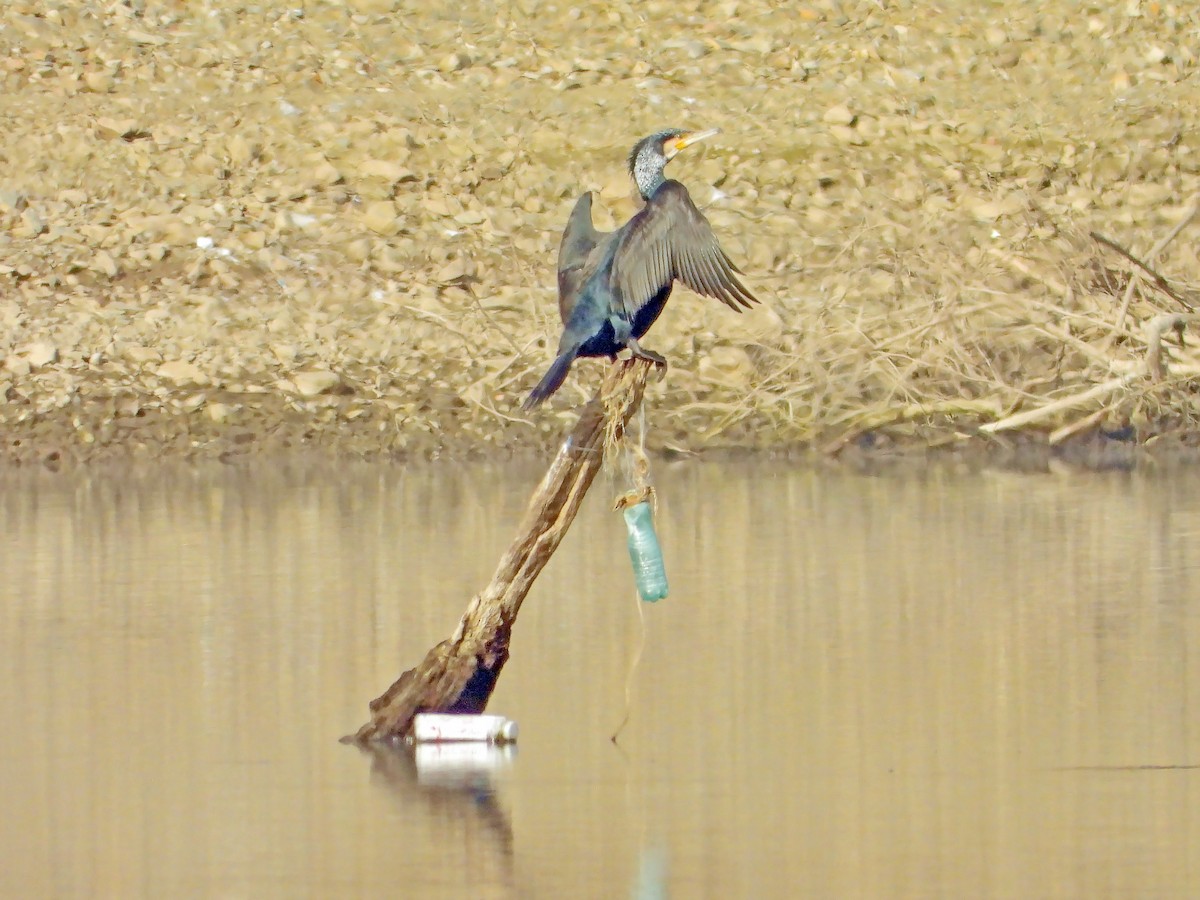 Great Cormorant - ML612952174