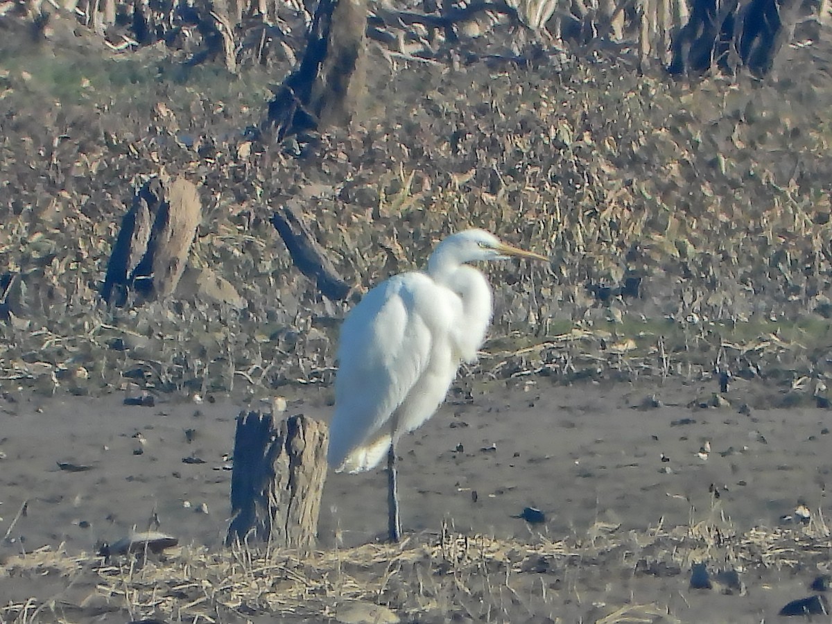 Great Egret - ML612952198