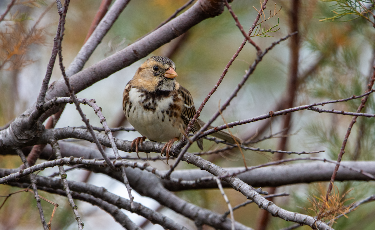 Harris's Sparrow - ML612952204