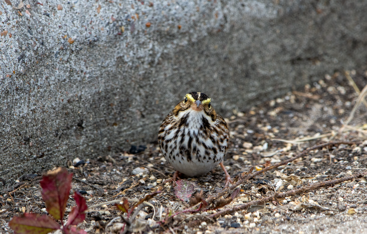 Savannah Sparrow - ML612952213