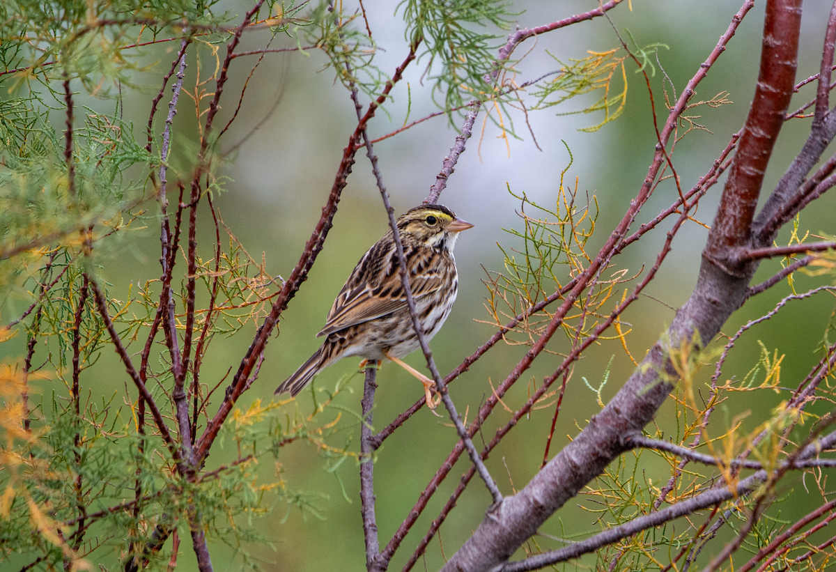 Savannah Sparrow - ML612952214
