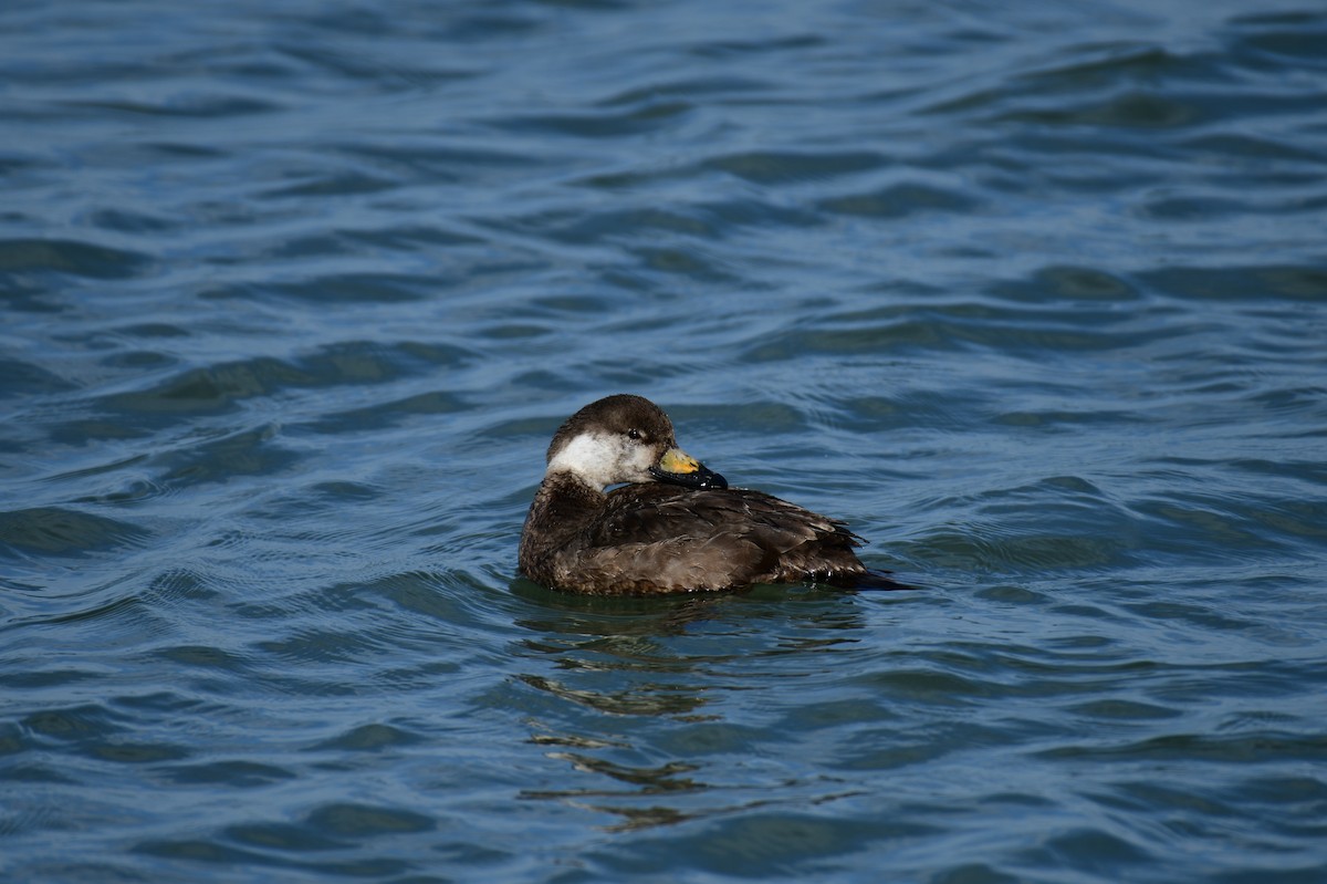 Black Scoter - ML612952244