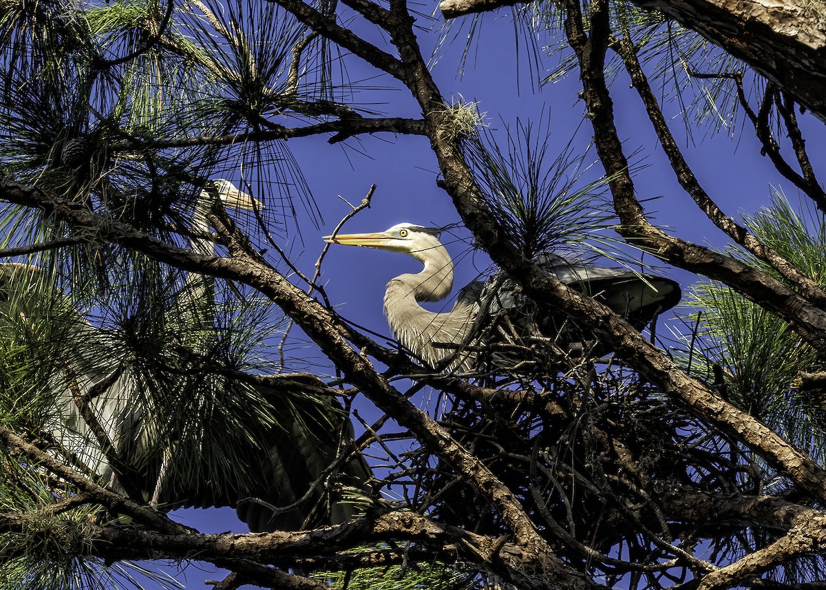 Great Blue Heron - ML612952247