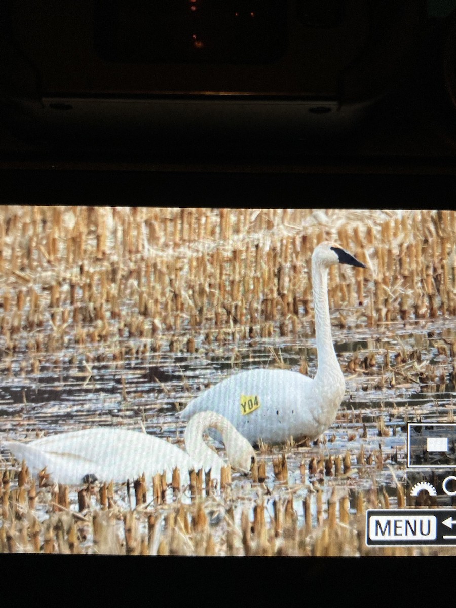 Trumpeter Swan - ML612952260