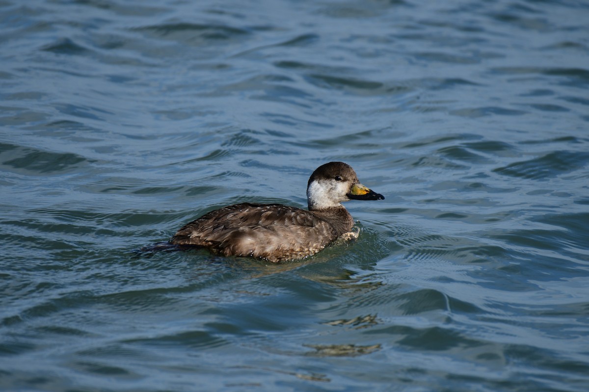 Black Scoter - ML612952278