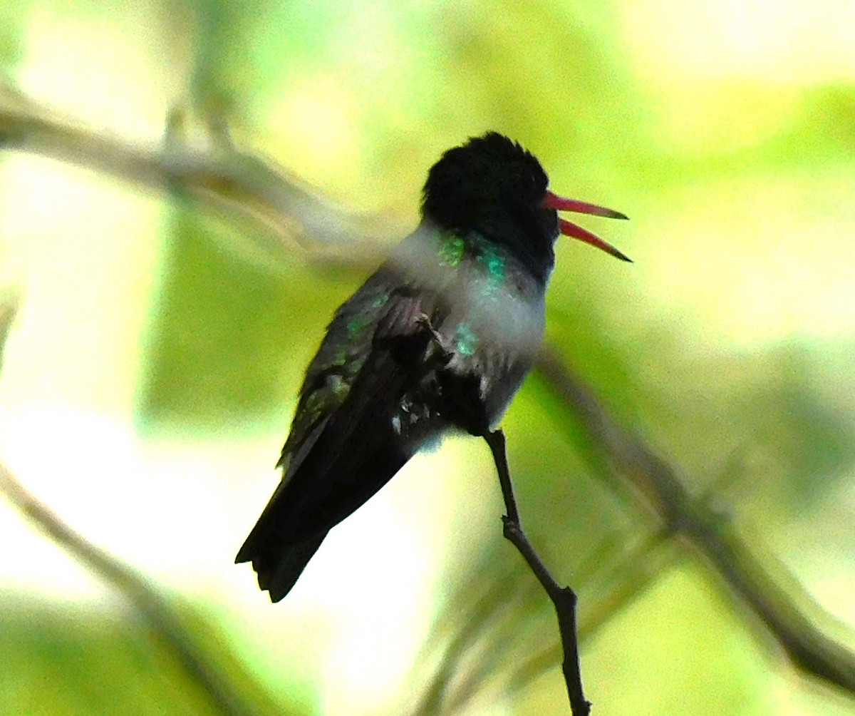 Blue-throated Goldentail - ML612952293