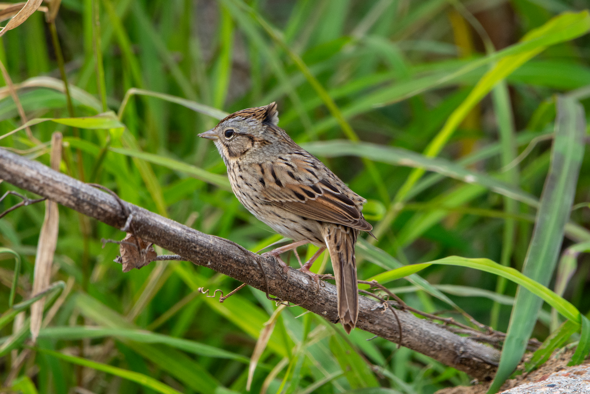 Lincoln's Sparrow - ML612952347