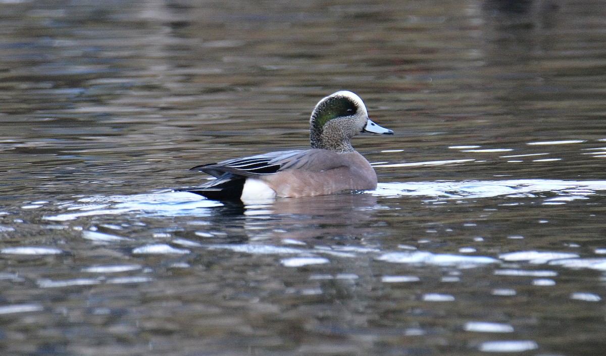 American Wigeon - ML612952366