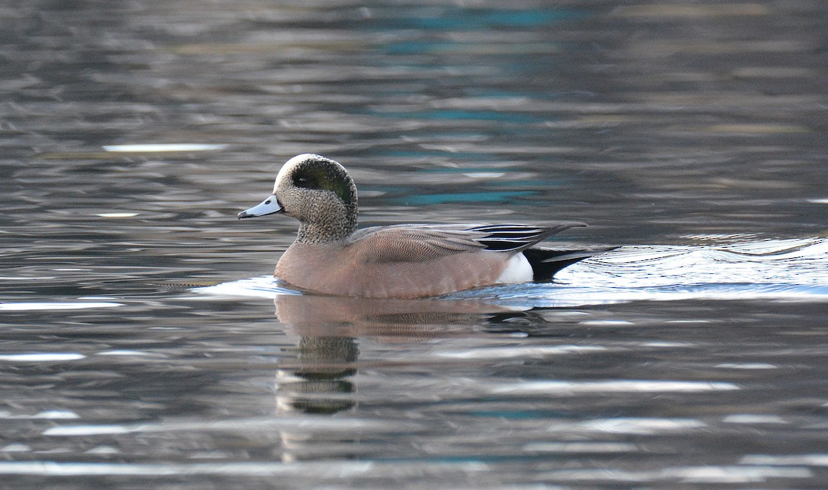 American Wigeon - ML612952374