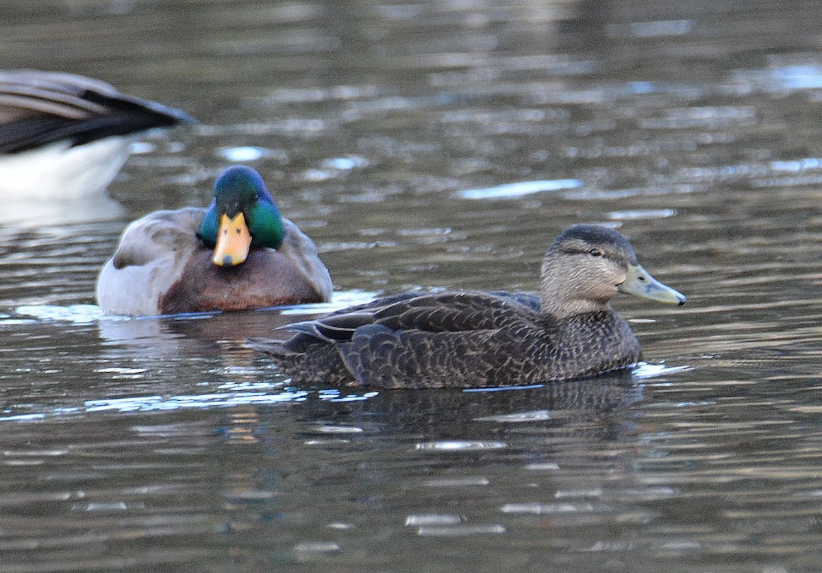 American Black Duck - ML612952452