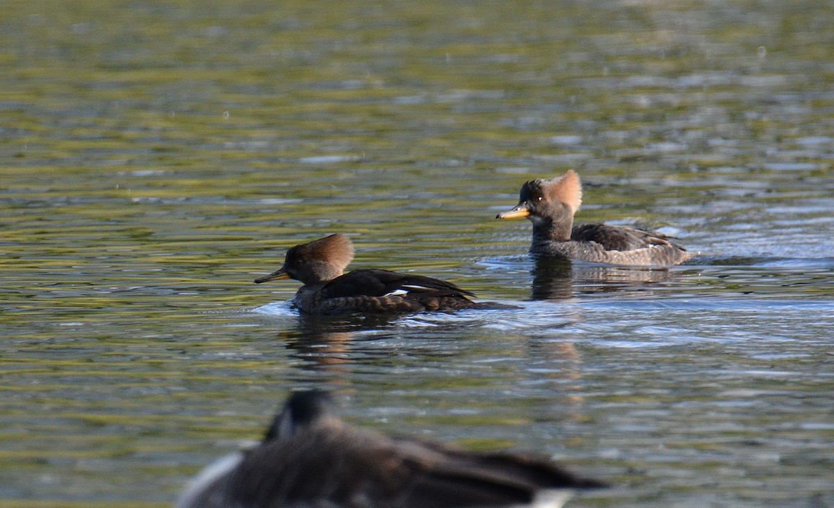 Hooded Merganser - ML612952490
