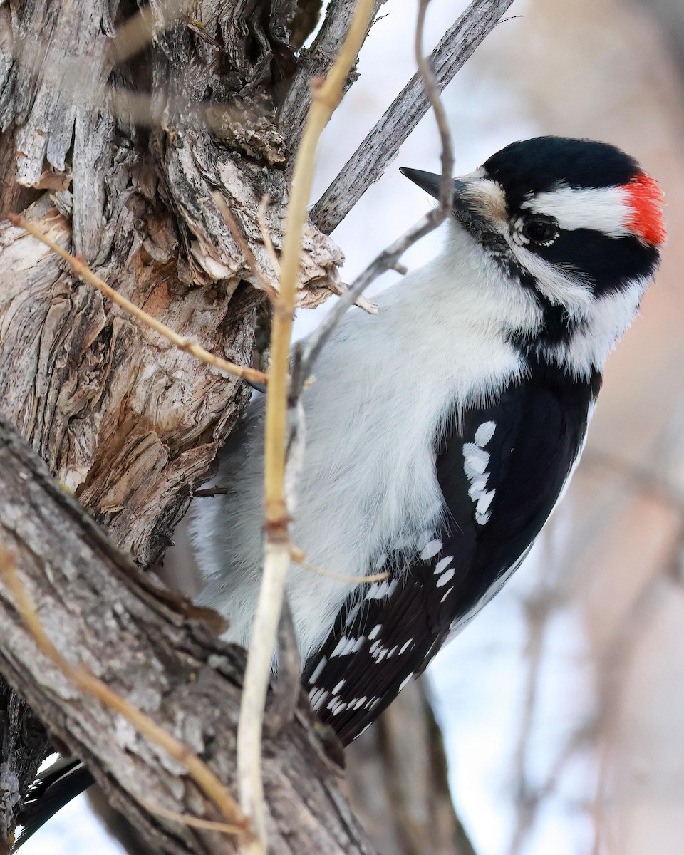 Downy Woodpecker - ML612952497