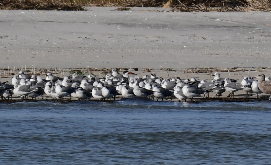 Black Skimmer - ML612952540