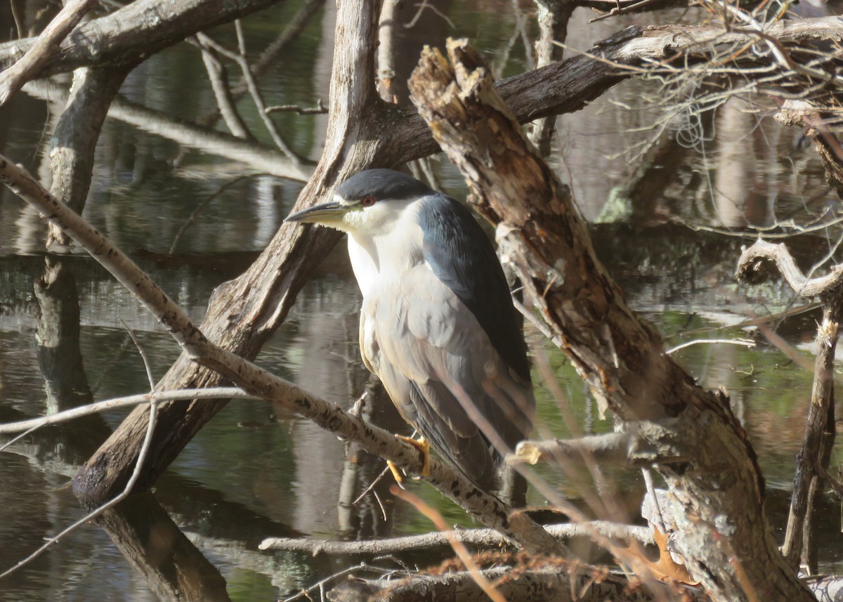 Black-crowned Night Heron - ML612952581