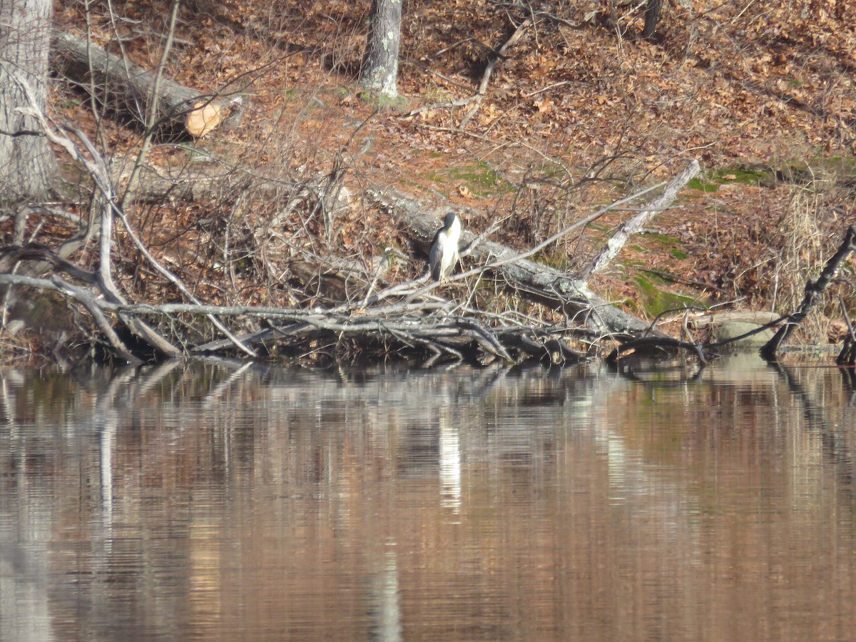 Black-crowned Night Heron - ML612952582