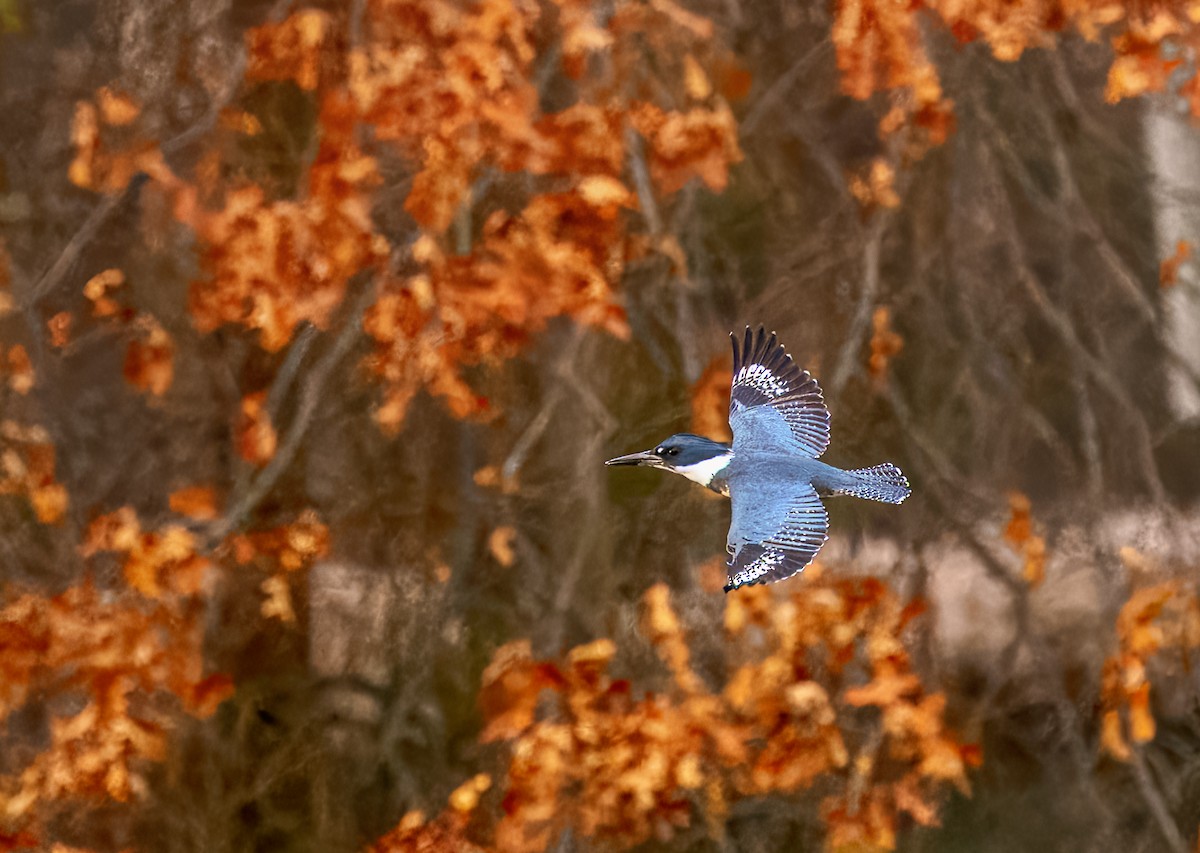 Belted Kingfisher - ML612952598