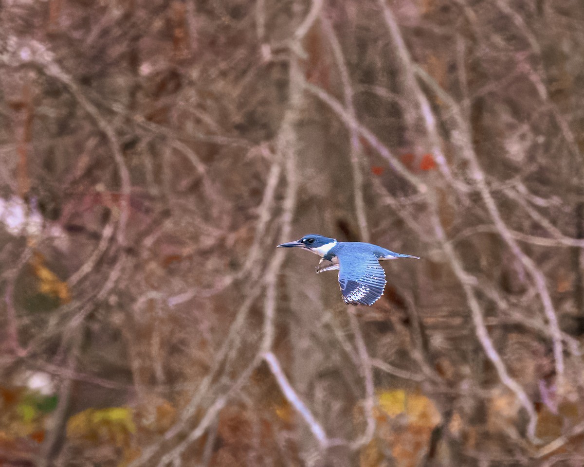 Belted Kingfisher - ML612952599