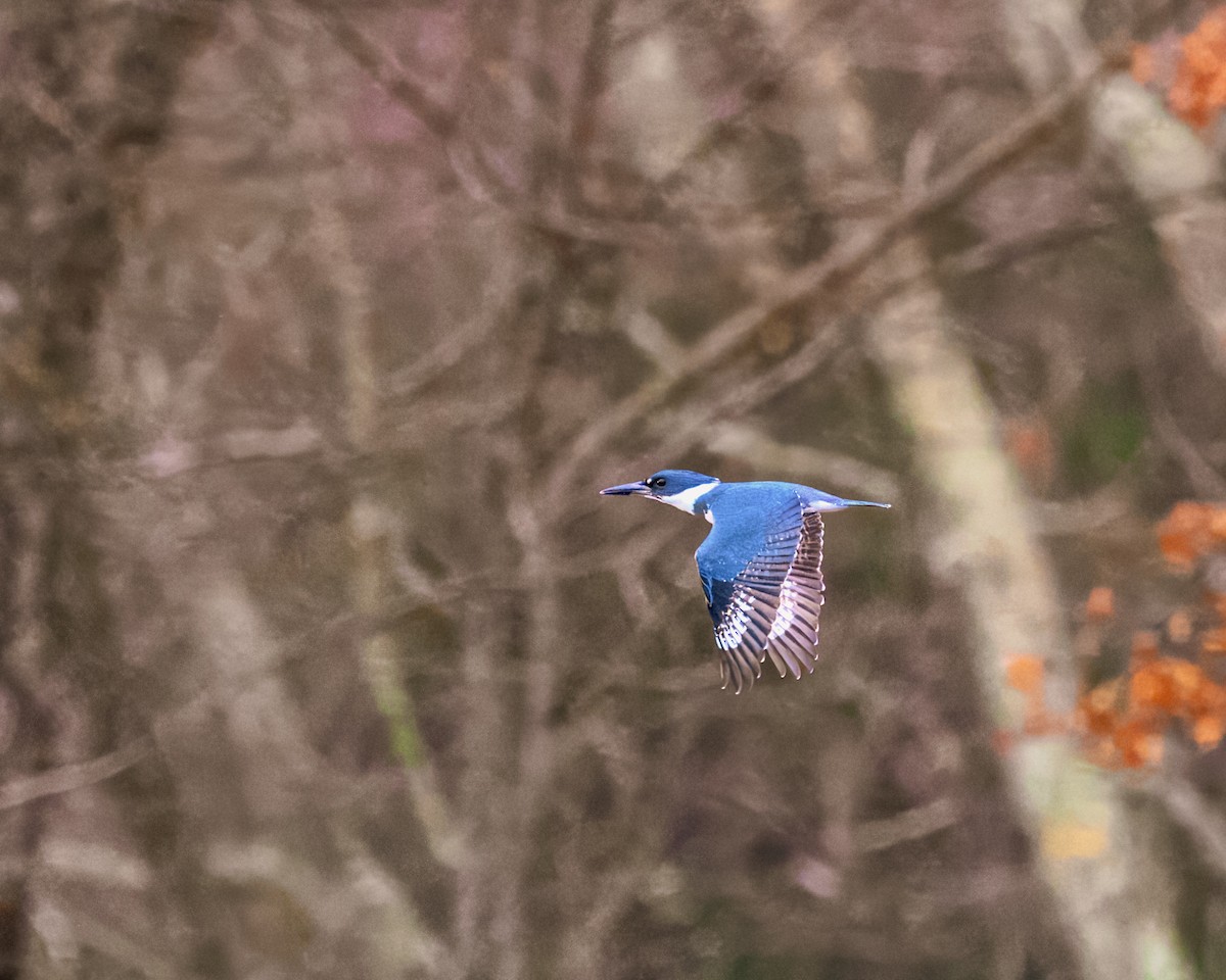 Belted Kingfisher - ML612952600